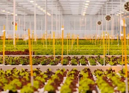 XX | Hero | VI24 | Rijk Zwaans Winter Leafy Hydroponics Demo is on the agenda