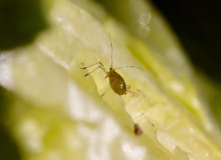 RZNL250703-Nasonovia-Aphid