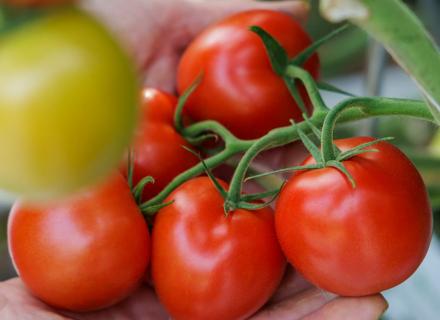 RZNL240729_033_TCHT Tomato