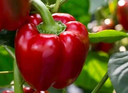 XX | Hero | VI24 | Pepper seed content page correct version