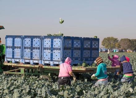 RZMX170124_015_Harvesting