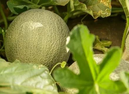 AU | Hero | VI24 | Watermelon seeds