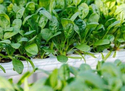 RZNL220422_116_Hydrophonic Spinach