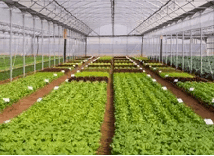 XX - Hero - VI24 - Rijk Zwaan settlement agreement reached with Italian seed company