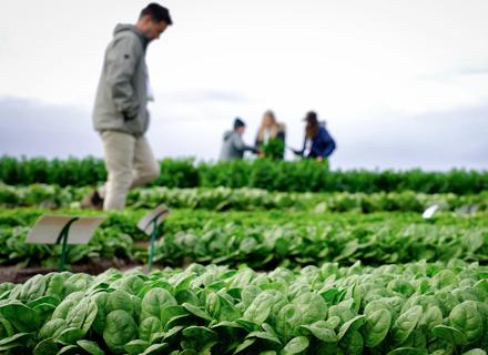 RZAU VicVid 2026_Spinach trial