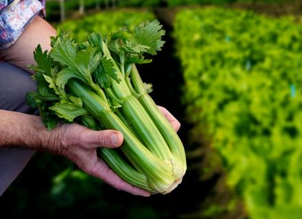 RZAU Mini Celery Gimli 