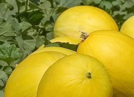XX | Hero | VI24 | Four unique melons to enter the market