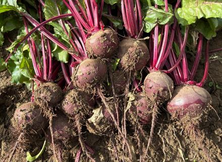 PL | Roditi_2026_beetroot