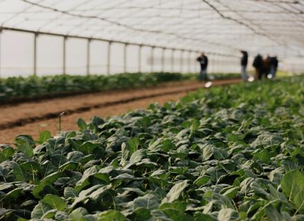 RZIT 251211 Demofield Kohlrabi Italy