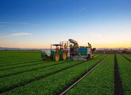 RZUS140724_007_Spinach_Harvesting