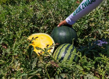 RZES250702_087_Global Melon & Watermelon Event
