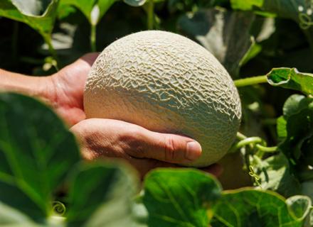 RZES250702_010_Global Melon & Watermelon Event