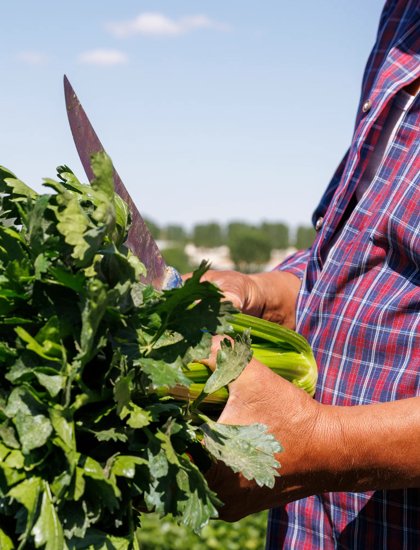 RZUZ_250519_050_Celery