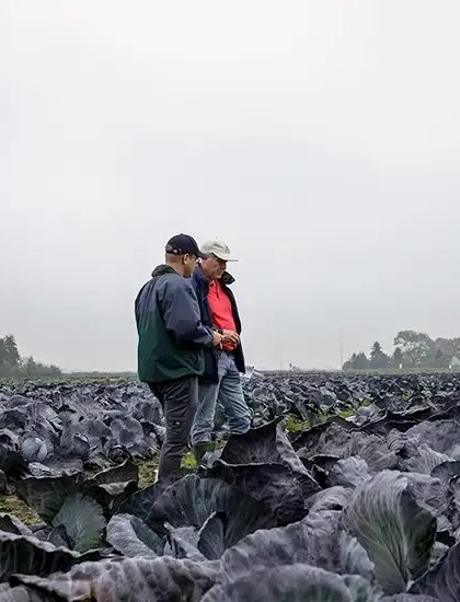 UK | Hero-Cell L | Brassica Open Days