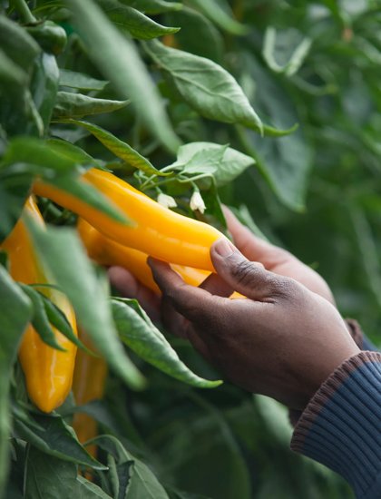 RZES_160304_Hands_pepper
