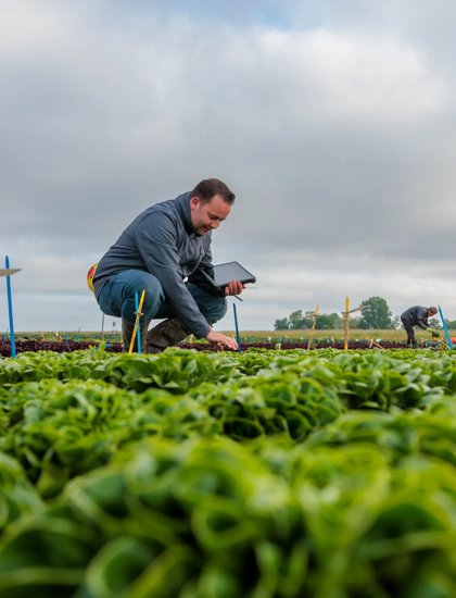 RZNL230601_004_Lettuce openfield