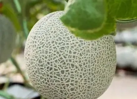 XX-Hero-VI24-News-New-melon-types