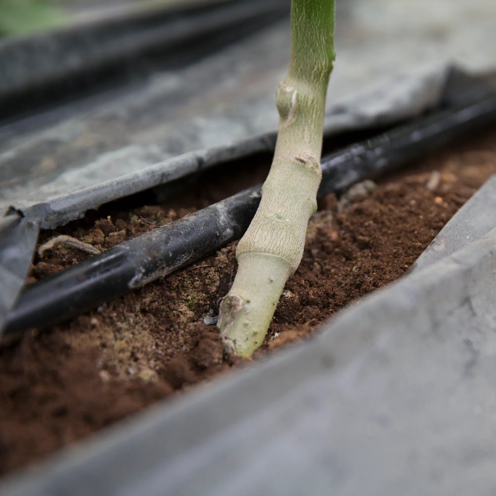 Damping off ou tombamento de mudas - Rijk Zwaan Brasil