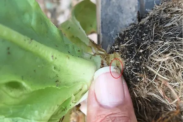 Como minimizar o risco de Fungus Gnats - Rijk Zwaan Brasilia