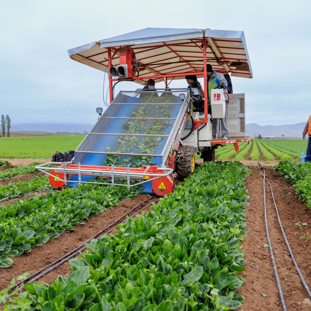 Processing perfection; spinach that stays strong | Rijk Zwaan