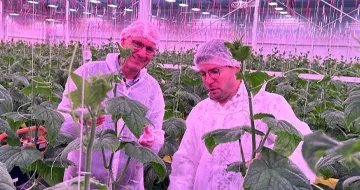 Exploring Cucumber Winter Production at Our High-Tech Trial Centre