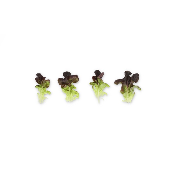 XAPIA RZ product photo view-4 L