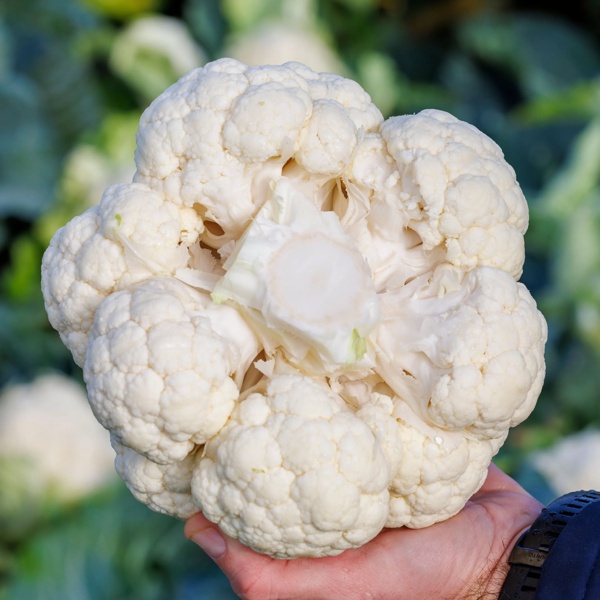 FLORTRES RZ product photo view-2 L