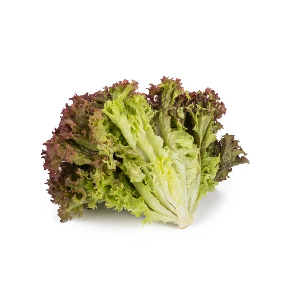 ROONEY RZ product photo view-2 L