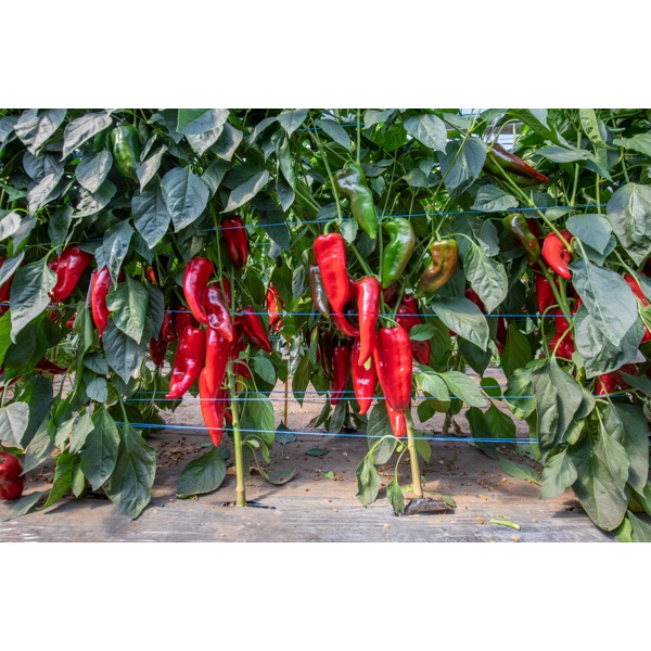 BALCANICA RZ F1 product photo view-3 L