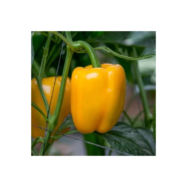 ليريكا آر - زد product photo front L