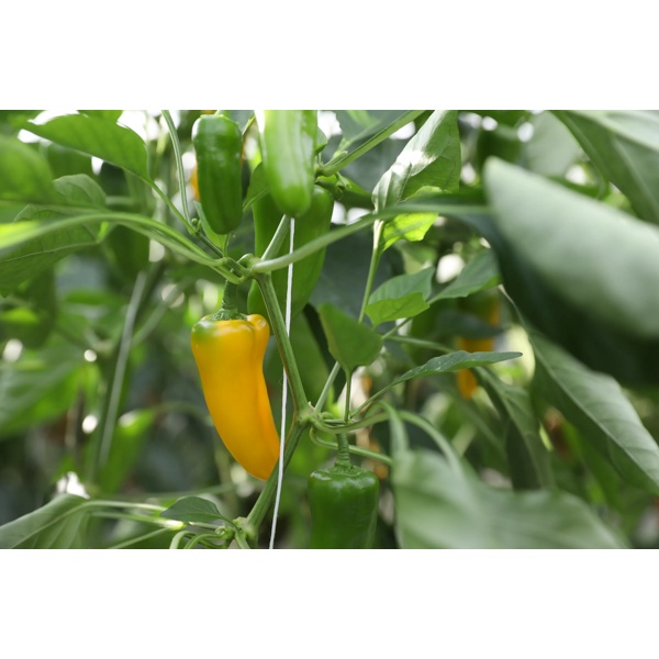 YELLOW ZUPPA RZ F1 Foto do produto view-3 L