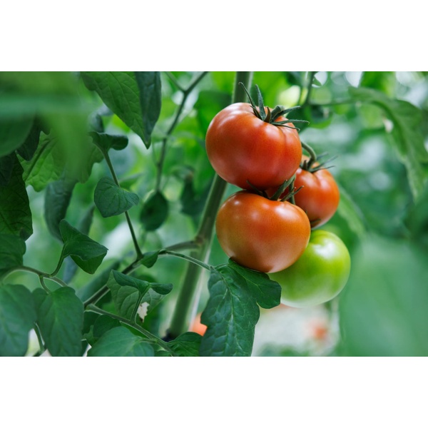 COLVILLE RZ F1 (72-BF0638) product photo view-4 L