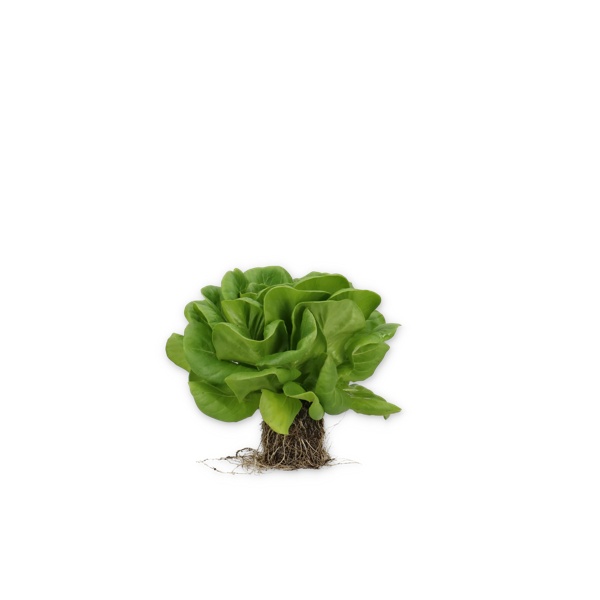 BERNOULLI RZ product photo view-2 L