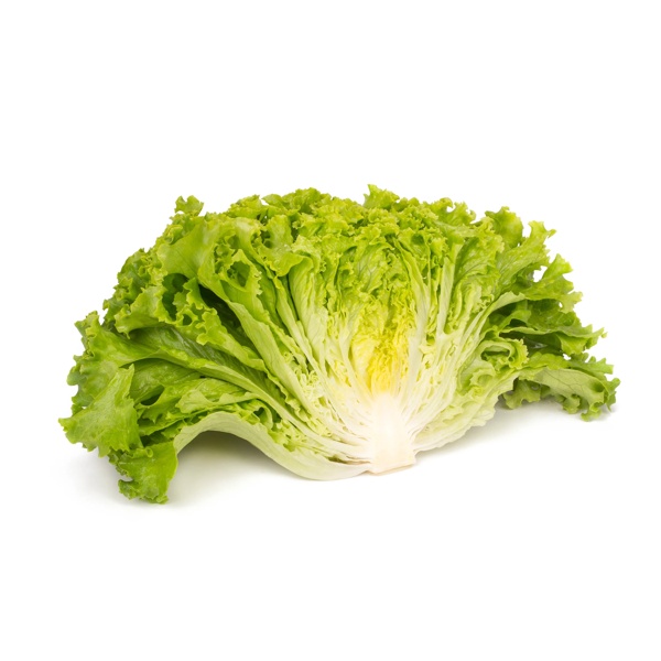 VOLTRON RZ (81-132) - Lettuce | Rijk Zwaan