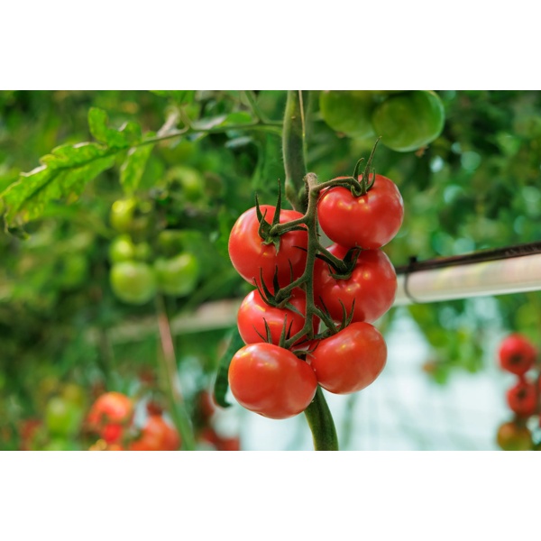 ELIERNO RZ F1 (72-IM1004) - Tomato | Rijk Zwaan