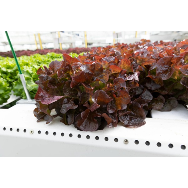 SUPRADAI RZ (82-OA3465) Knox™ product photo view-2 L
