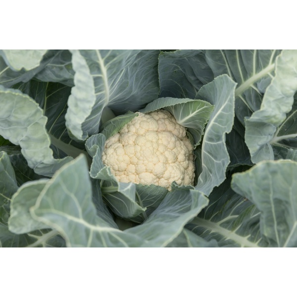 ARIENZO F1 (26-242) Produktbild view-3 L