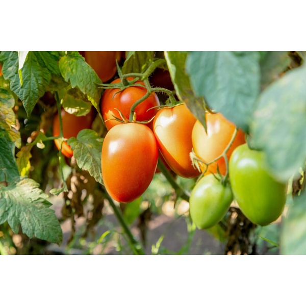 AMBURANA RZ F1  product photo view-3 L