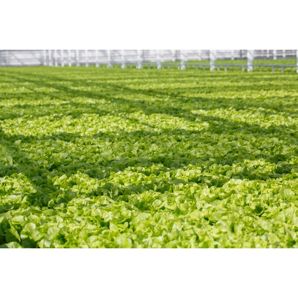 KIRIBATI RZ  product photo view-5 L