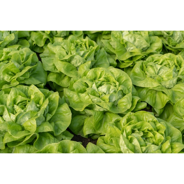 WALWIN RZ (42-BU1364) product photo view-2 L