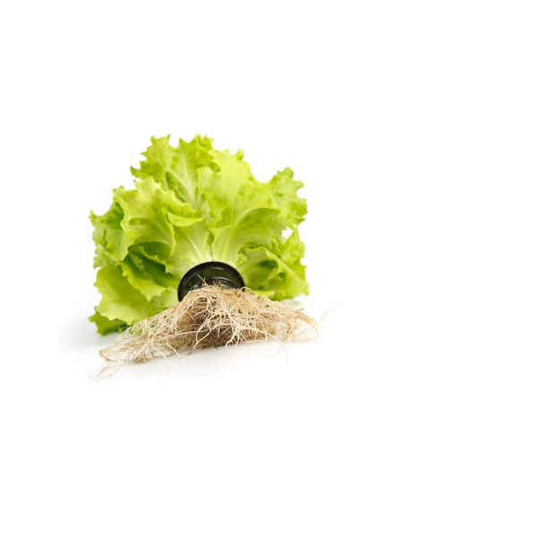 OTHILIE RZ (80-11) product photo view-2 L