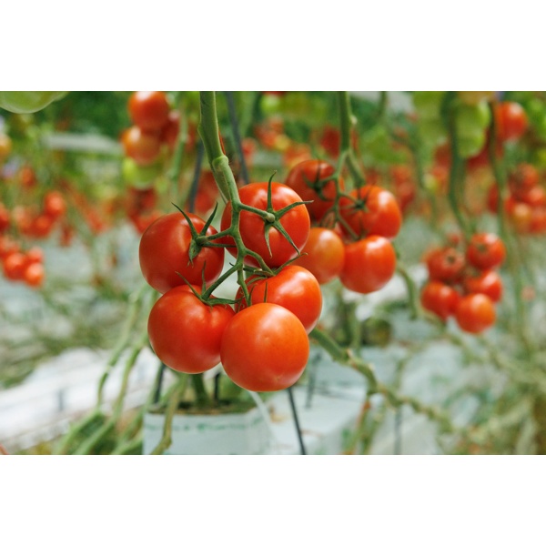 SANPAVEL RZ F1 - Tomato | Rijk Zwaan USA