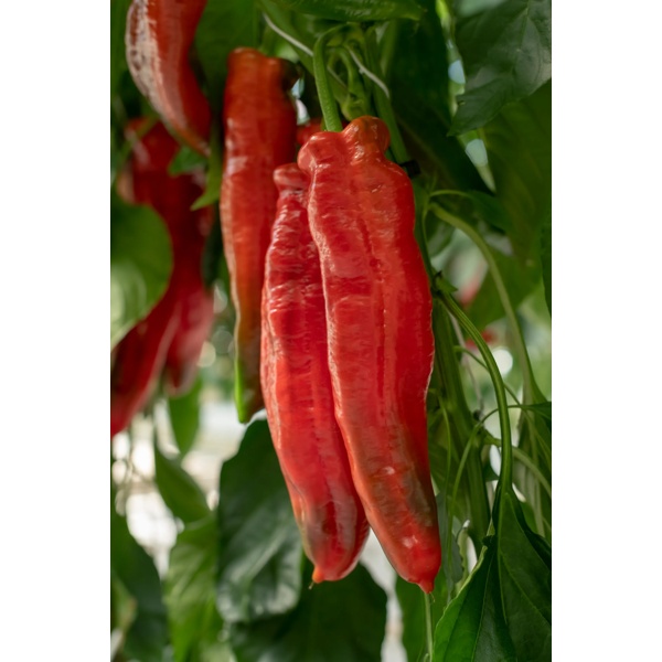 PALERMO RADIUS RZ F1 product photo view-4 L
