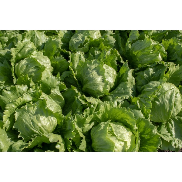 ARUANAS RZ product photo view-3 L