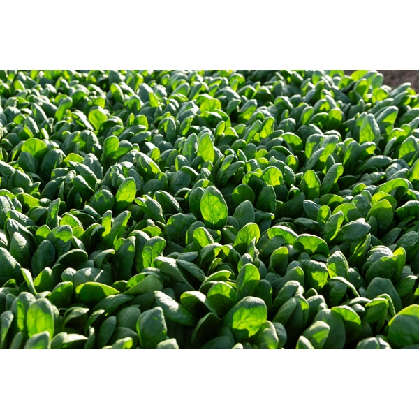 DIBBLER RZ F1 product photo view-3 L