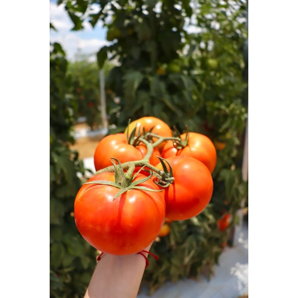 ETYUS RZ F1 product photo view-2 L