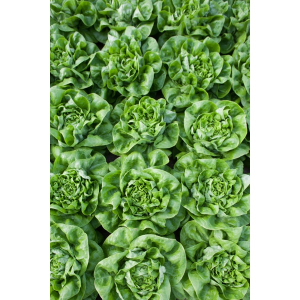 HALEWYN RZ product photo front L