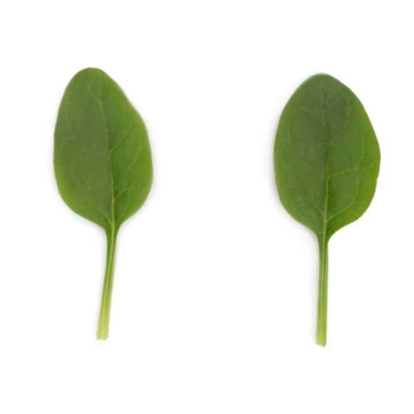 CABEZON RZ F1 product photo view-2 L