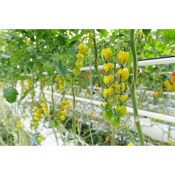 SOTOLIMON RZ F1 product photo view-3 L