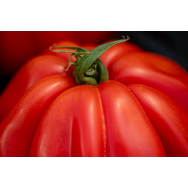 ARALDINO RZ F1 product photo view-3 L